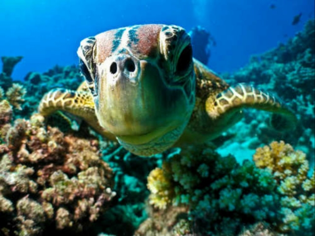 Haz snorkel